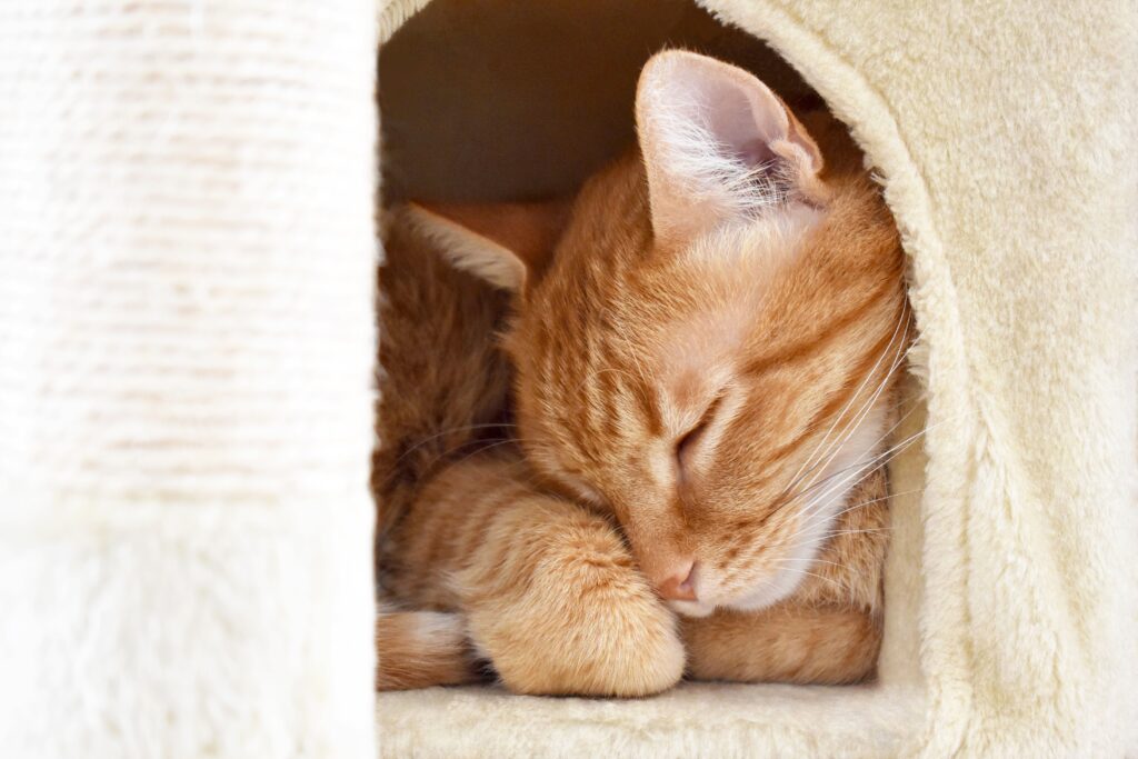 napping cat