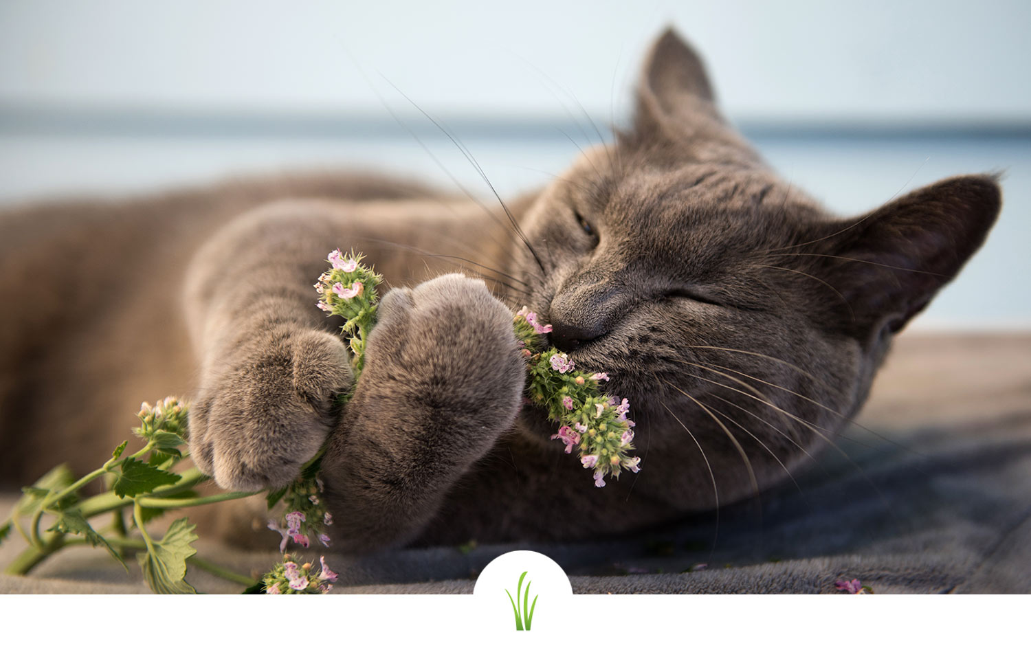 cat enjoying catnip laying on it's side