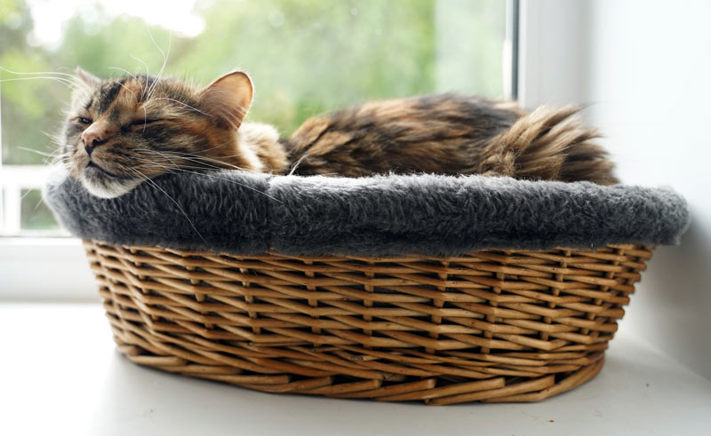 cat naps calmly in bed
