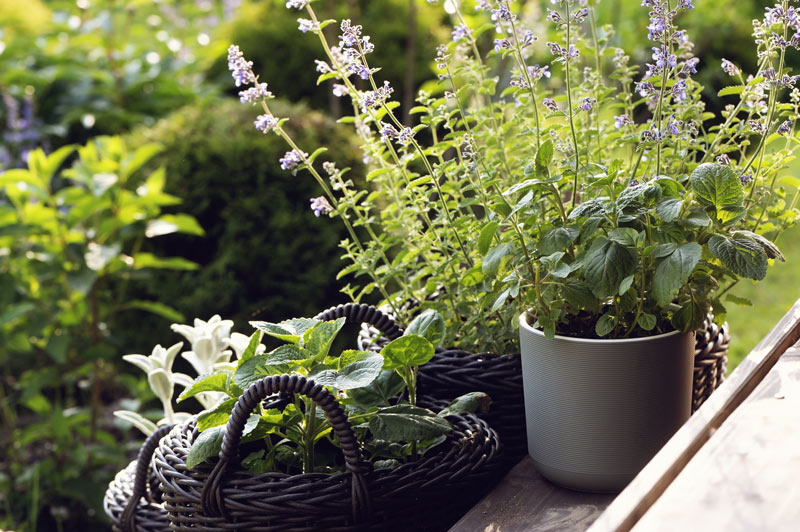 flower pots with perennials