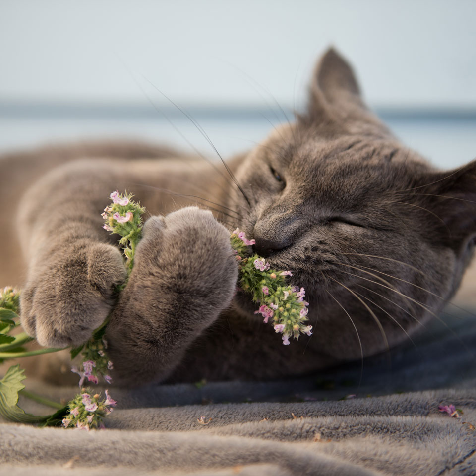 gray cat munching on fresh catnip plant