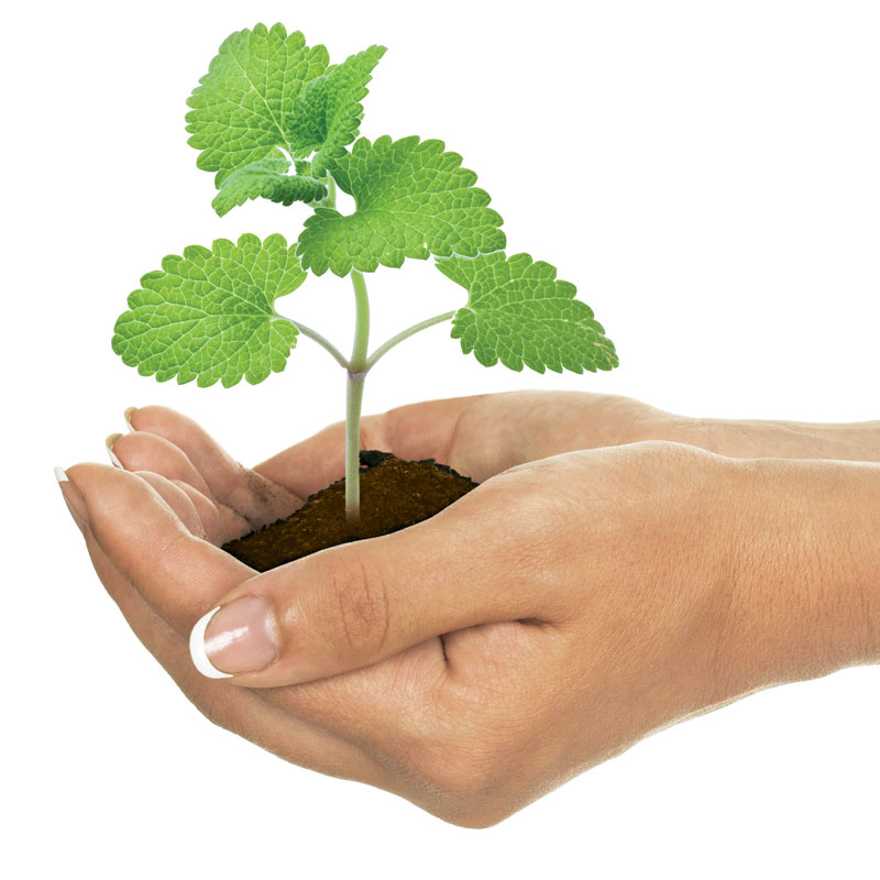 hands holding catnip plant