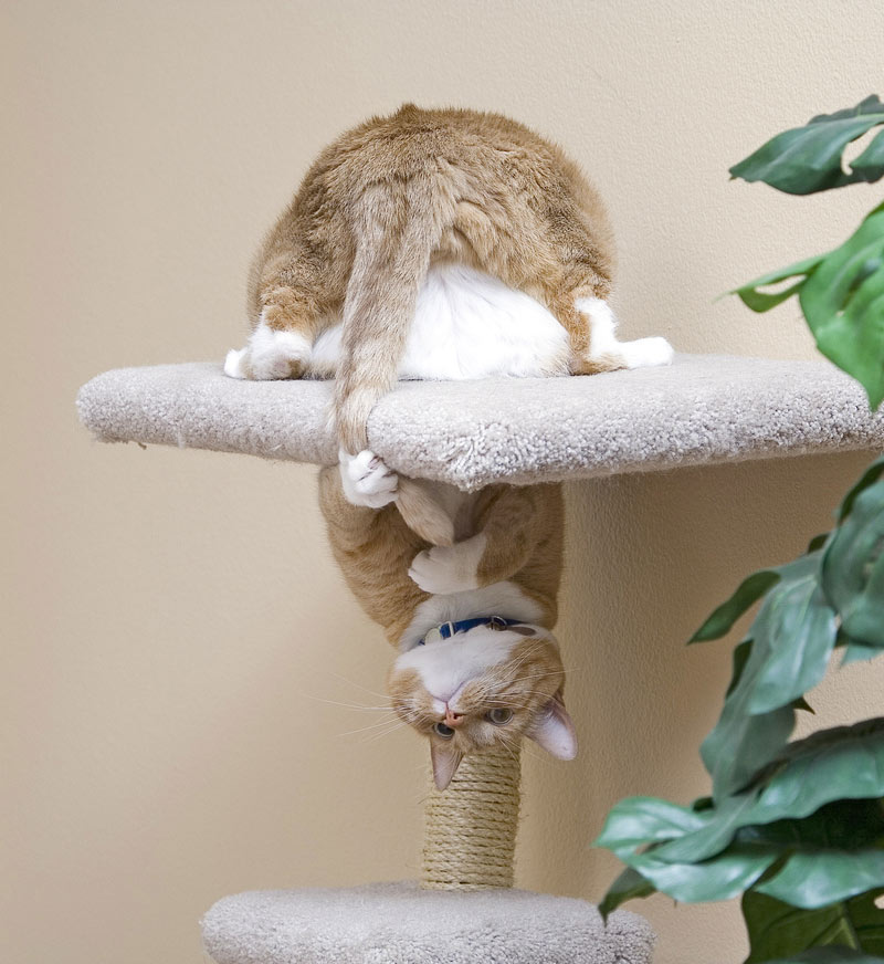 cat hangin upside-down on cat tree