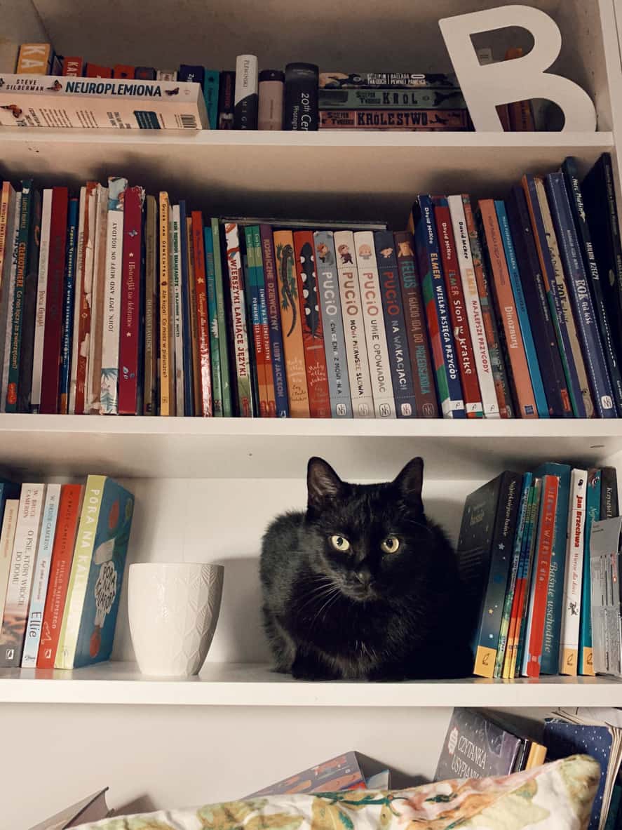 Cat in Bookshelf