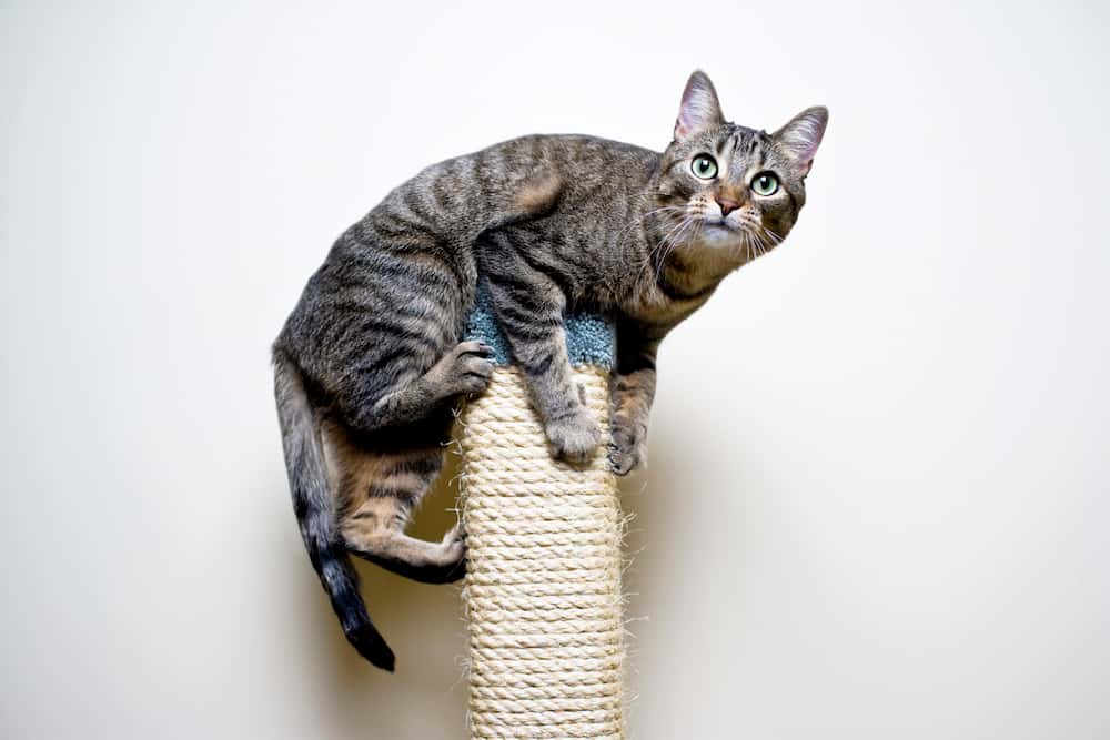cat-on-scratching-post