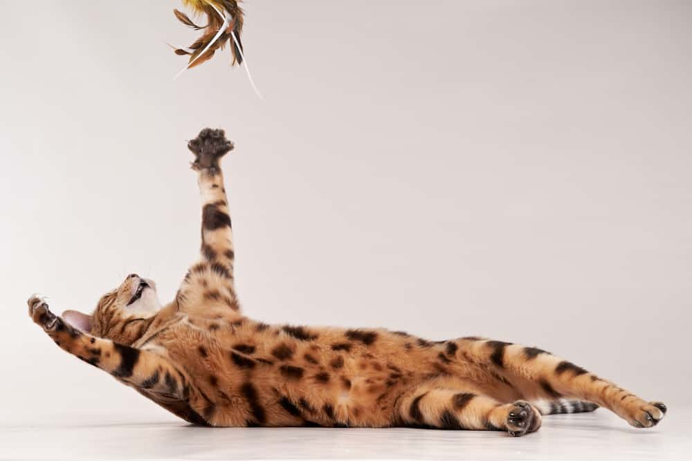 Cat Playing With Toy