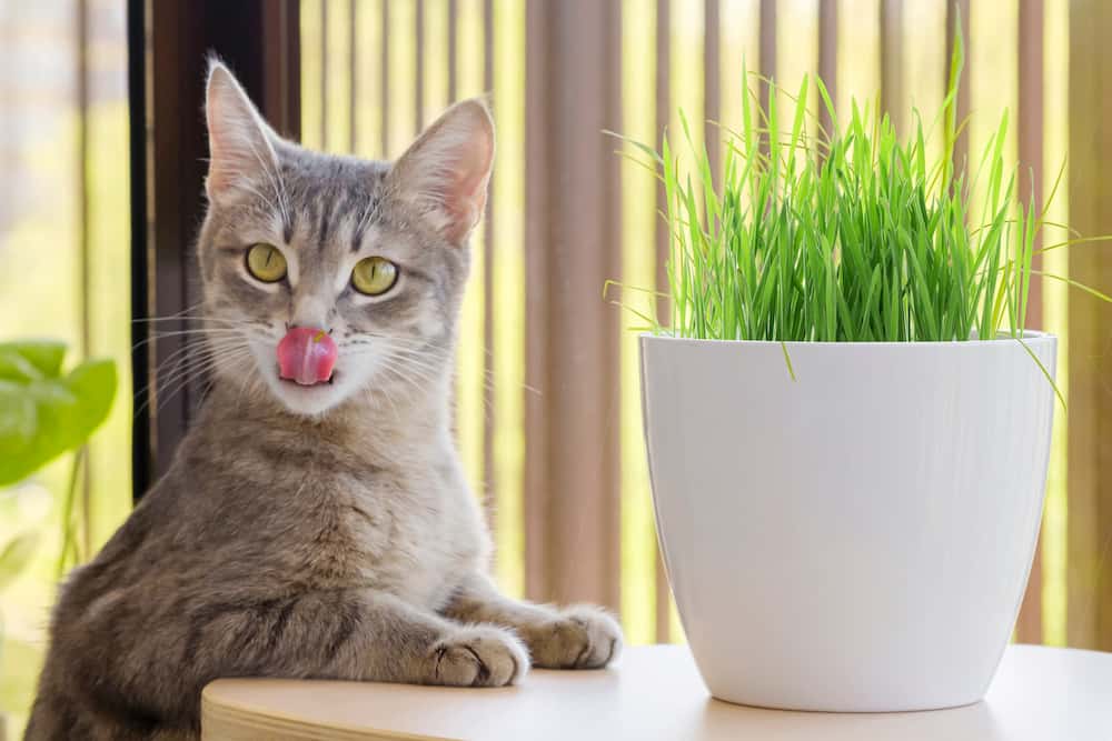 Cat with grass plant