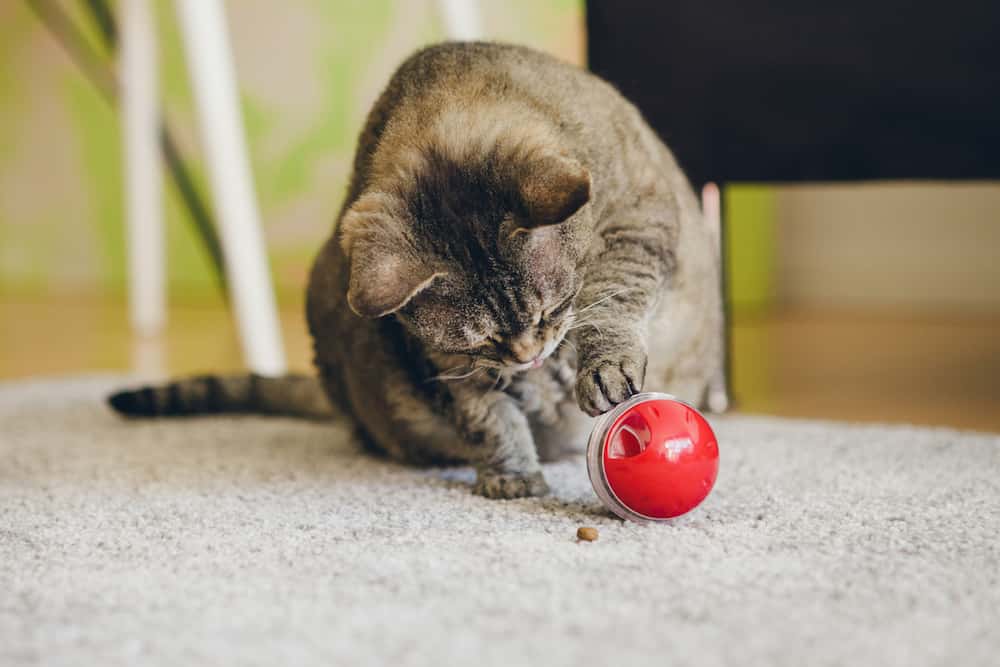 Cat with Treat Ball