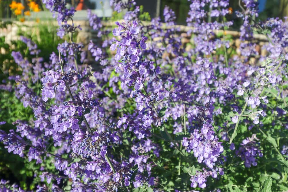 Catmint Plant