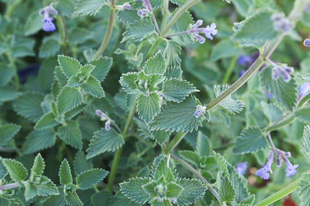 Catnip Leaves with Flowers