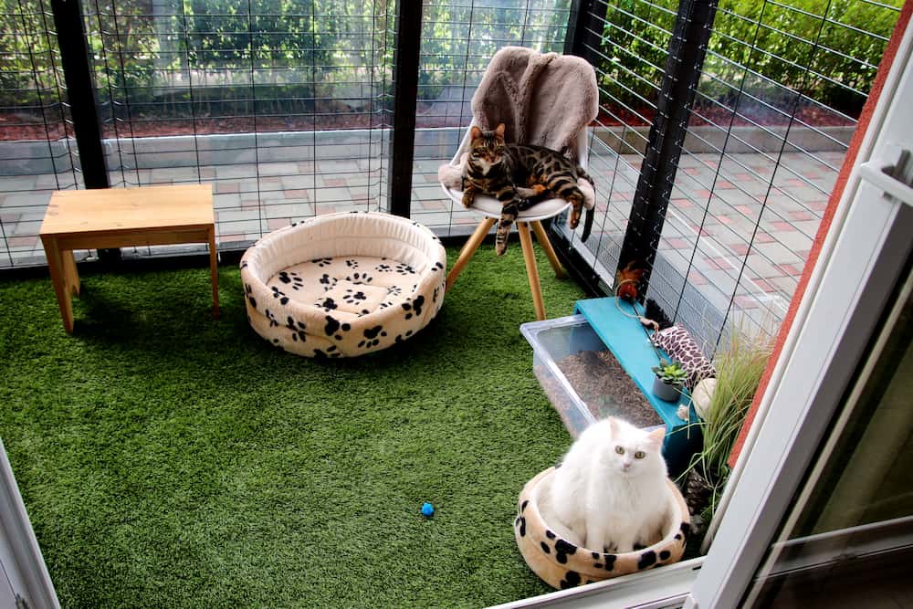 Cats in Luxe Catio