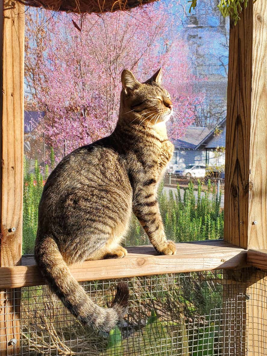 Indoor Cat in Catio Sunbathing