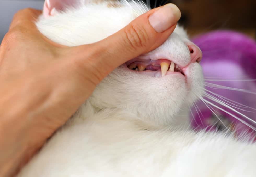 cat mouth exam