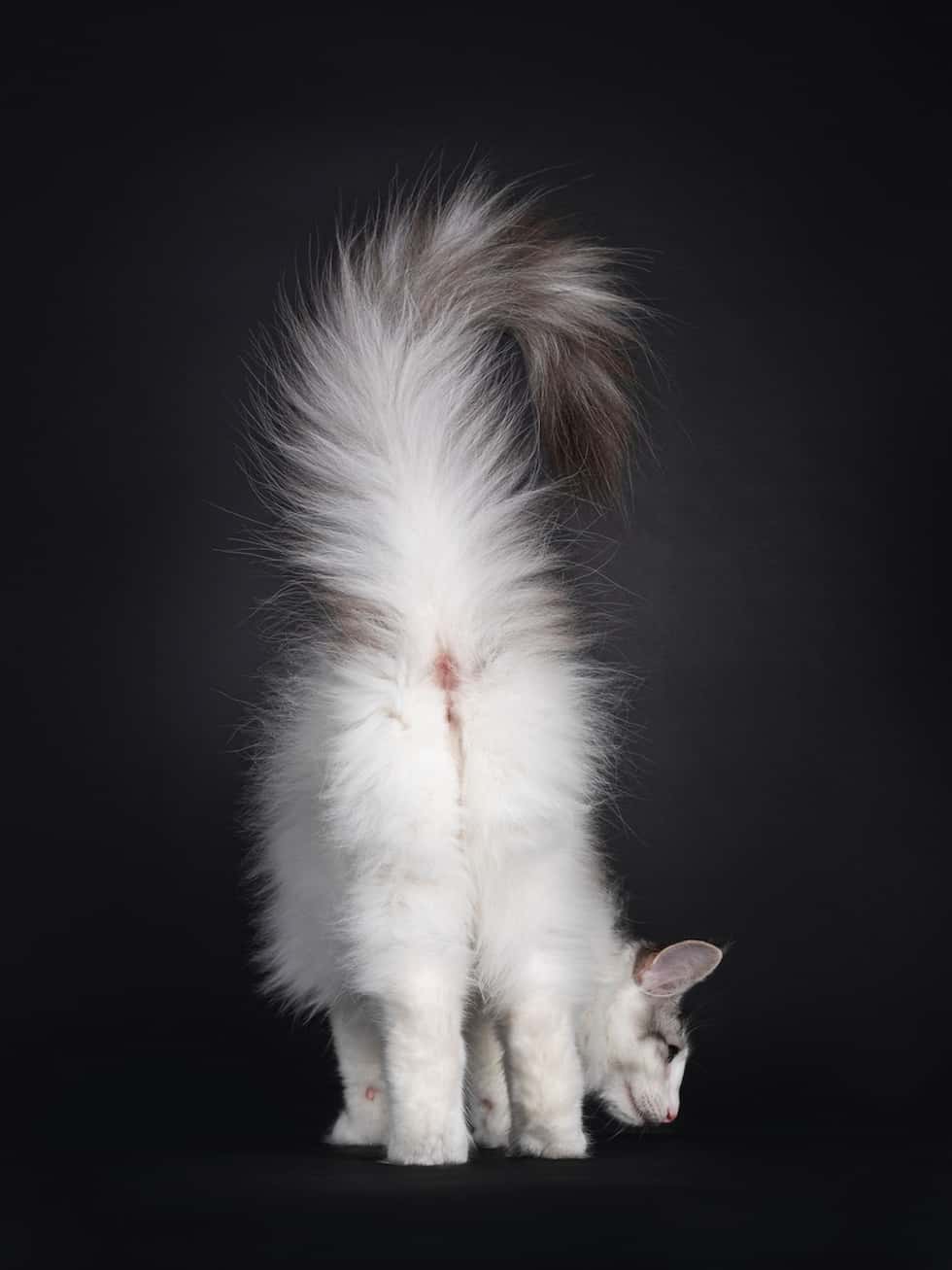 cat rear end exam