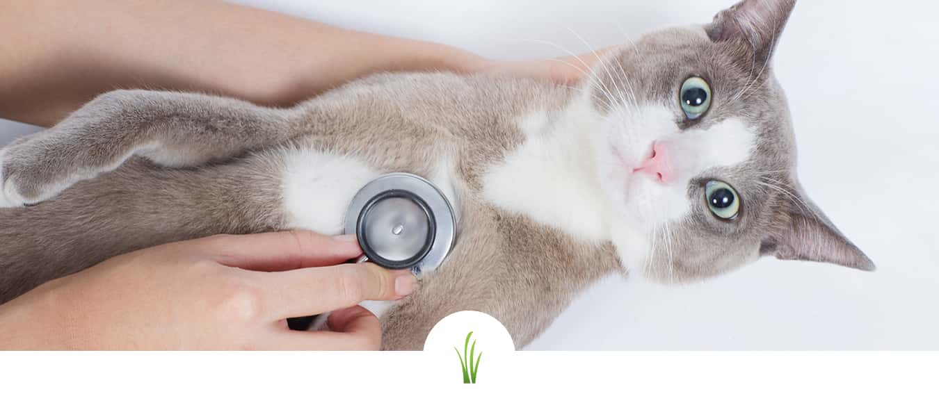 cat respiratory exam hero