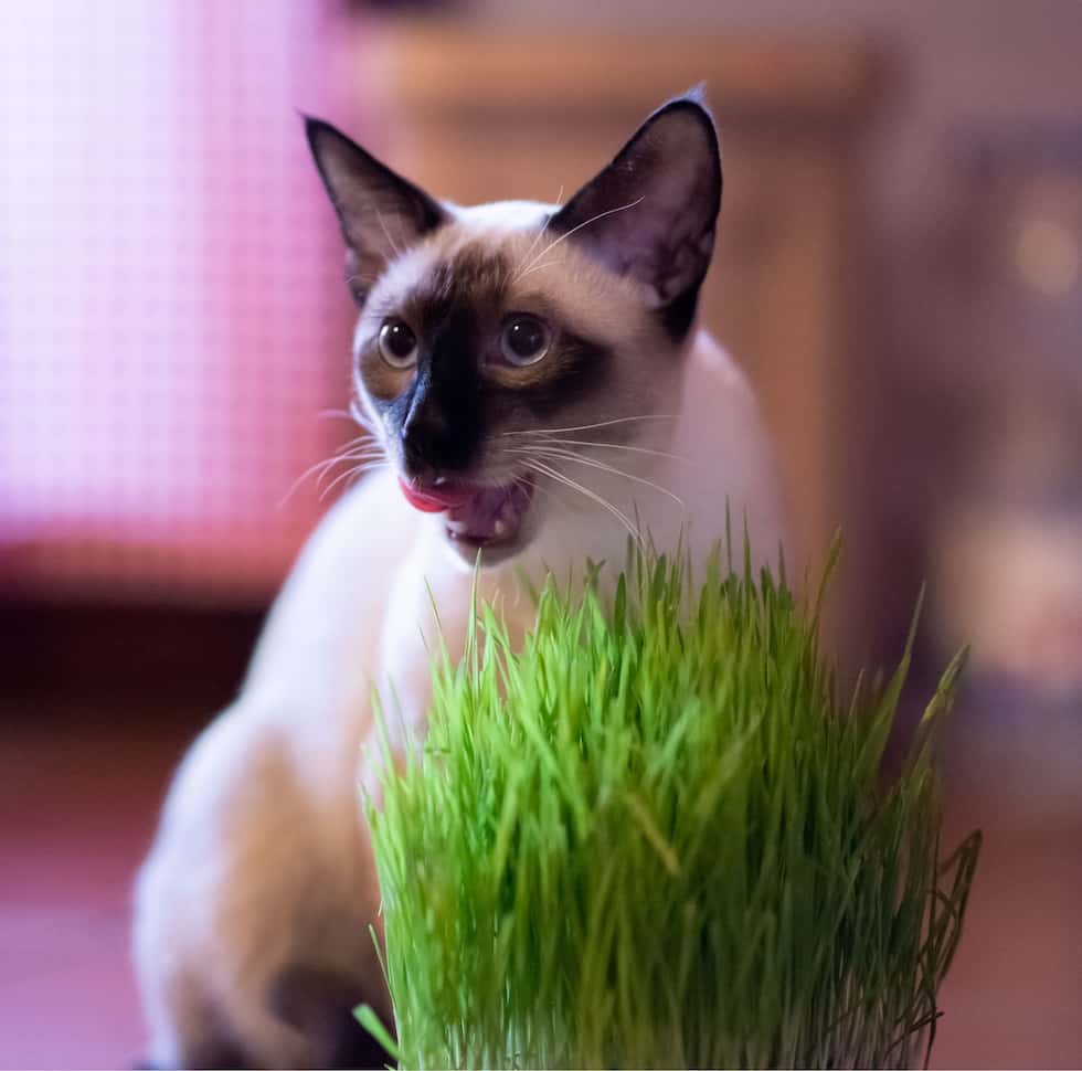 siamese cat eating grass