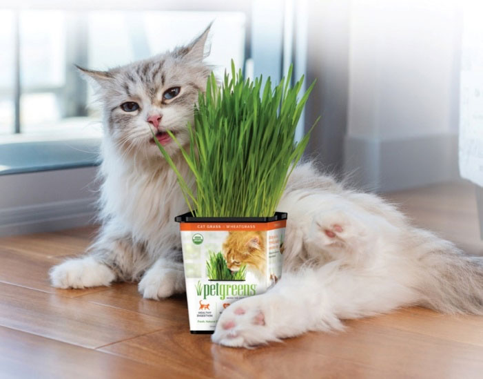cat eating Pet Greens grass