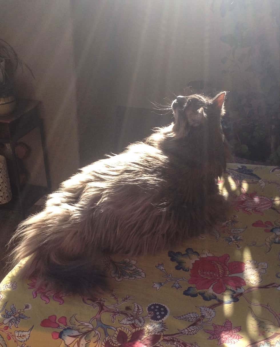 lulu belle cat