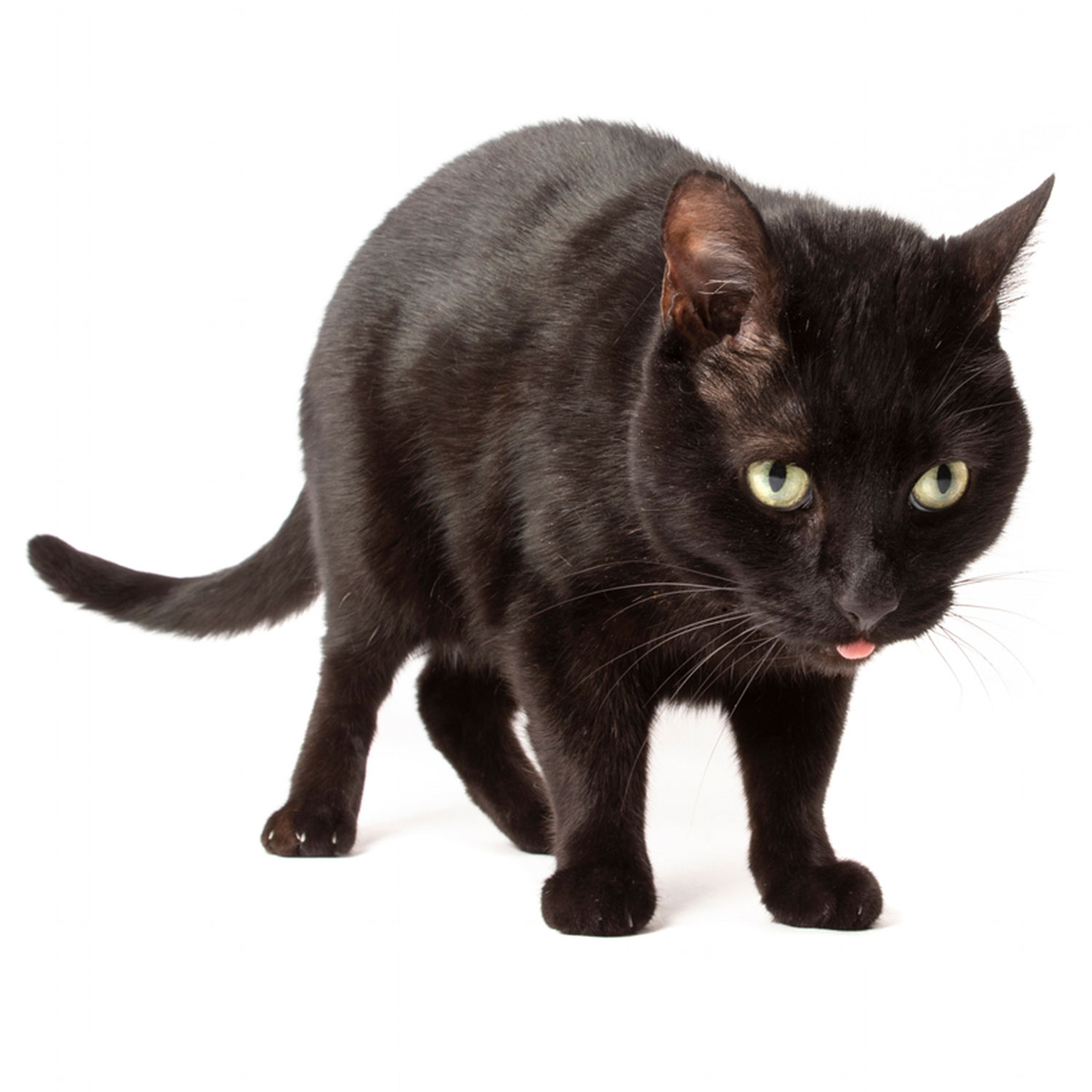 black cat