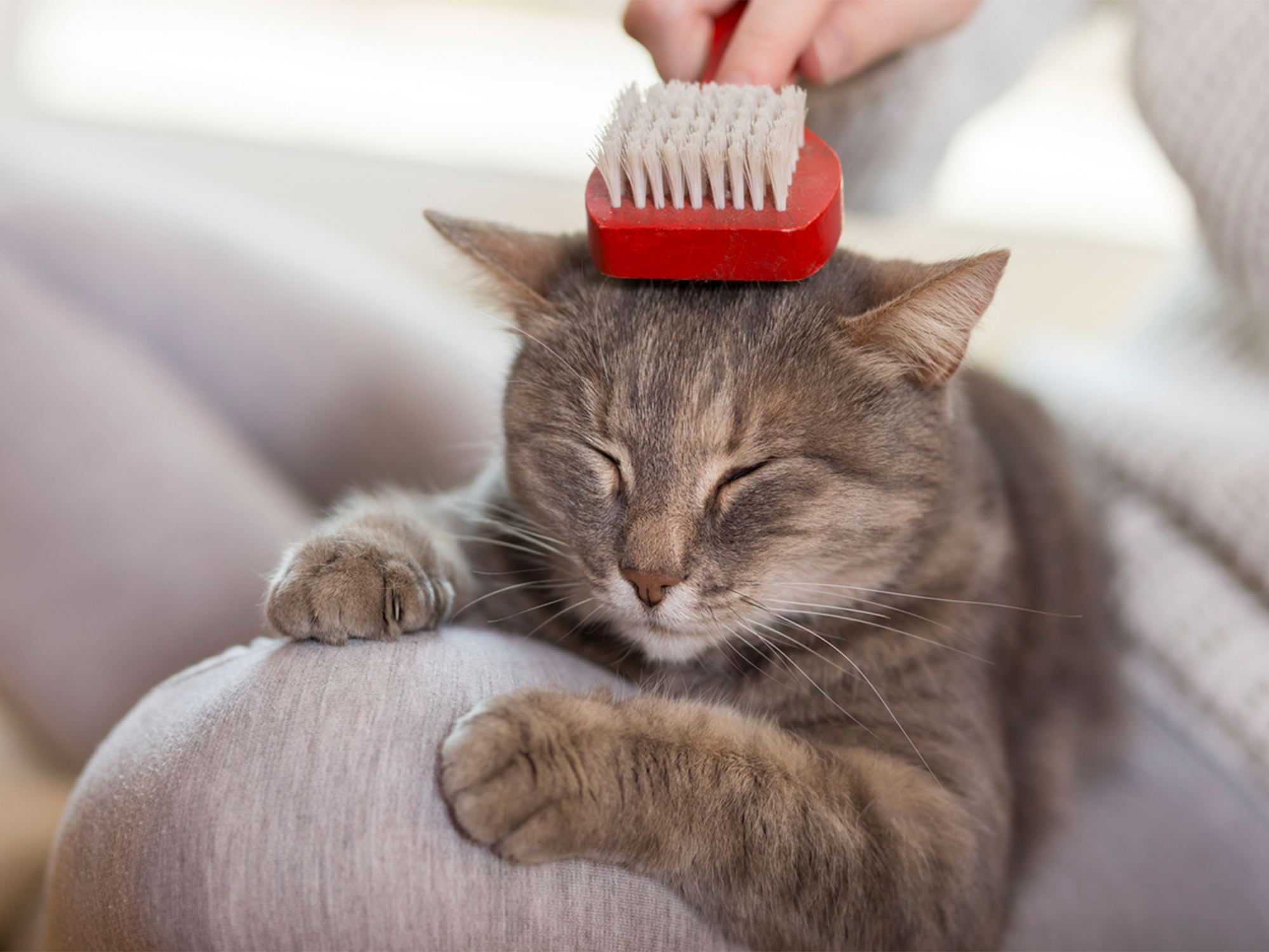 relaxed cat being brushed