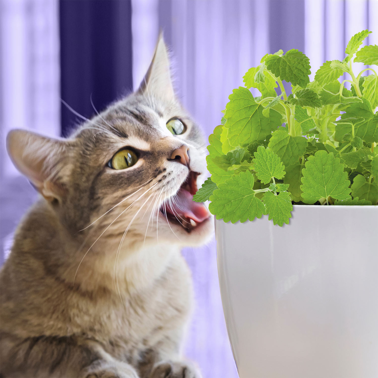 cat eating plant