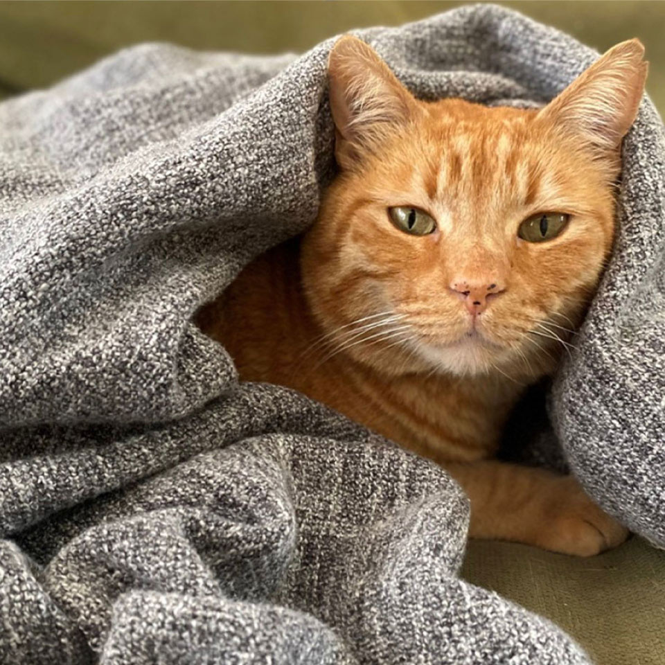 rocky the cat
