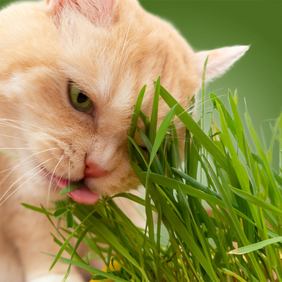 cream tabby cat eating fresh grass on green background