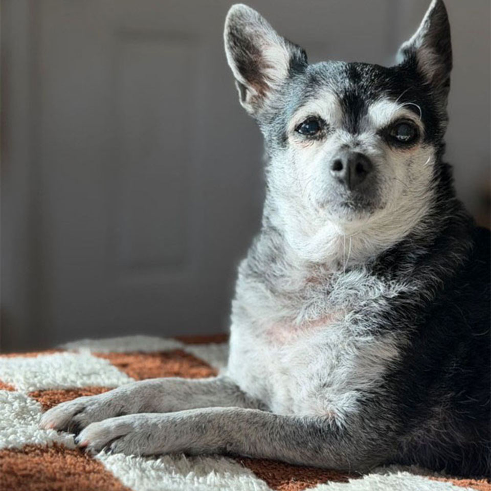 Duchess the Chihuahua