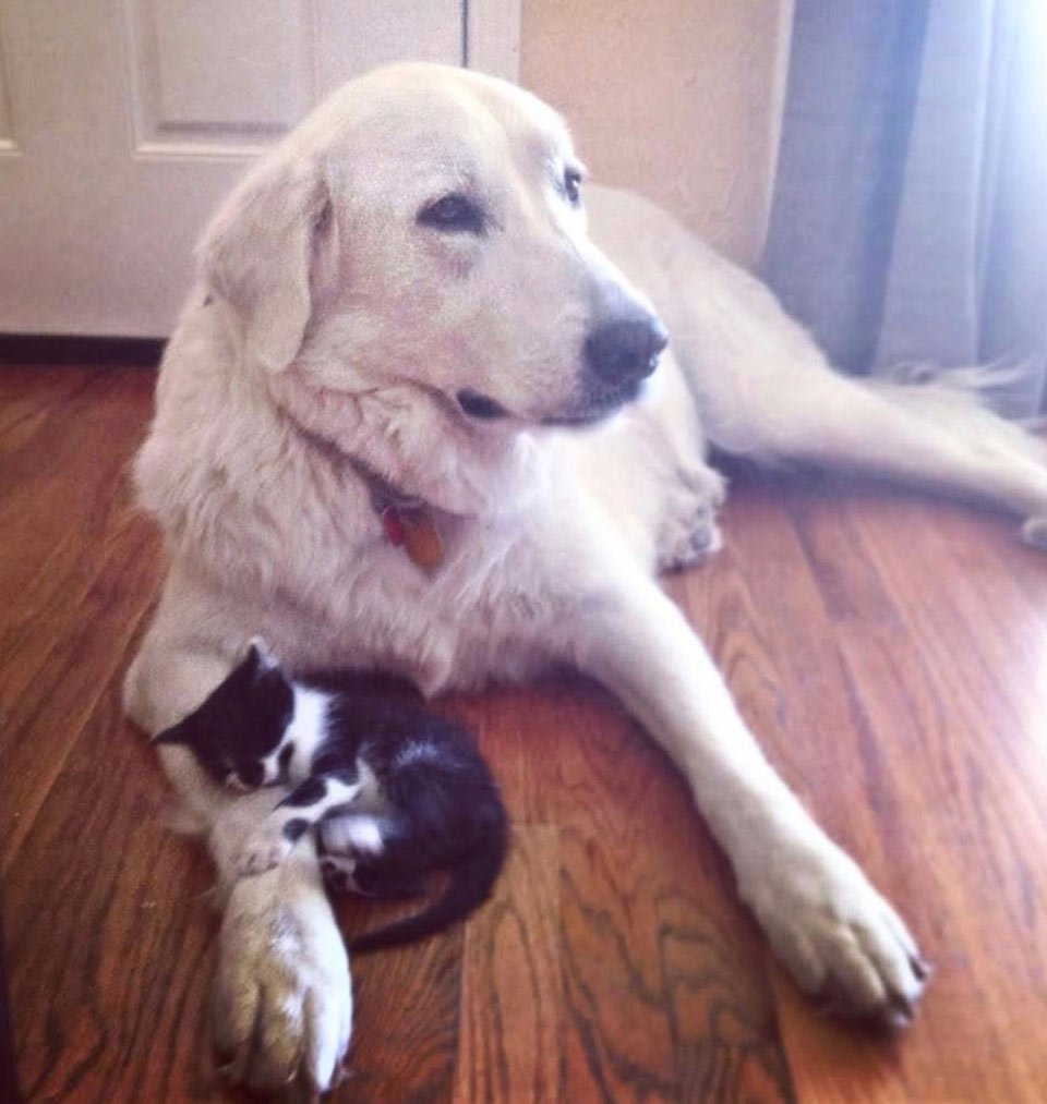 baby and nanook