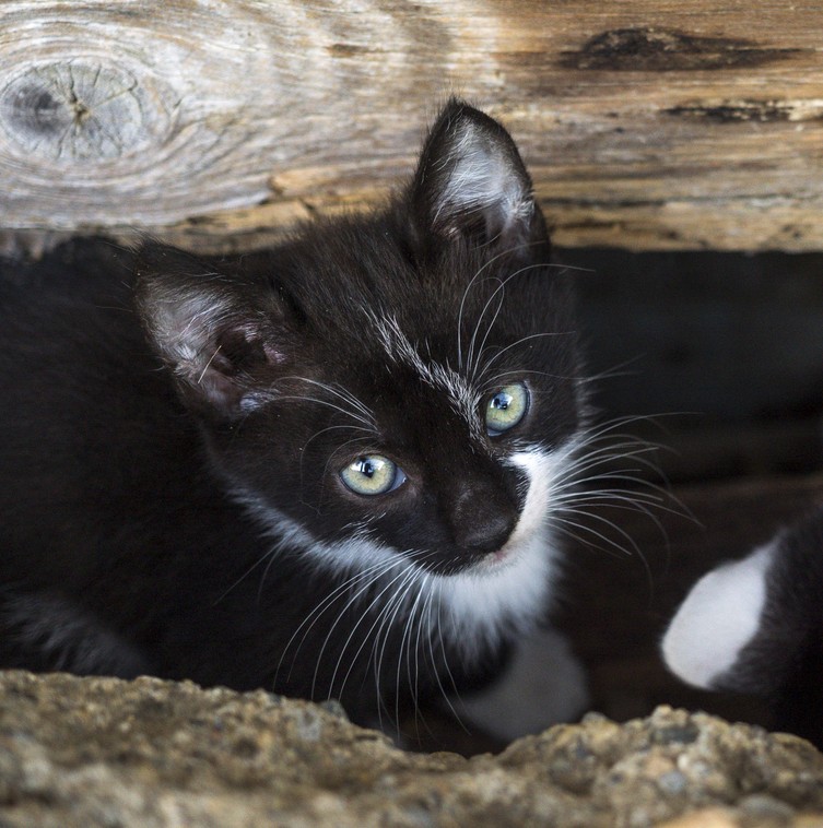 rescue tails baby the cat