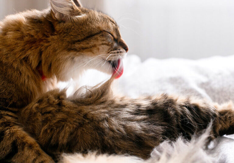 Indoor cat grooming itsself