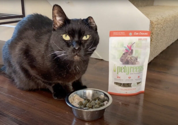 cat with cat craves