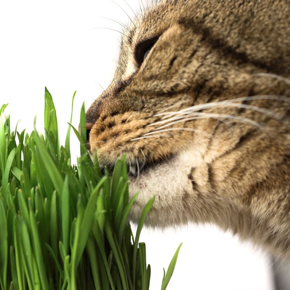 close up of cat eating grass