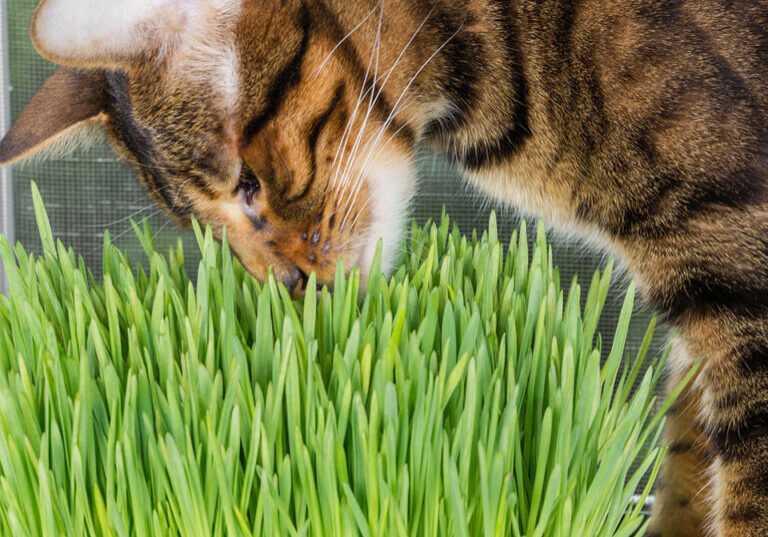 Pet greens online