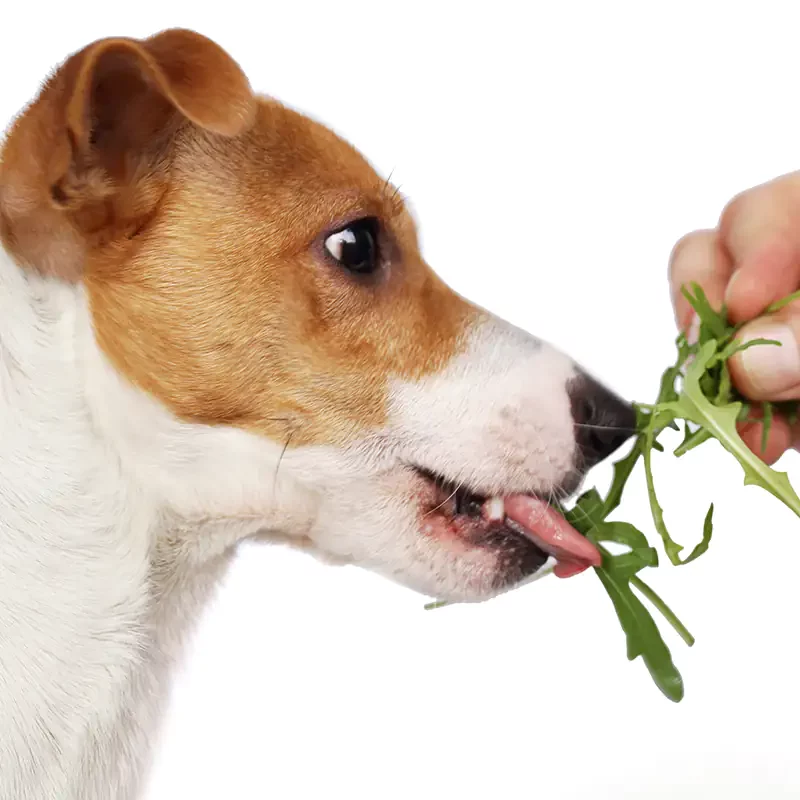 small terrier dog eating greens