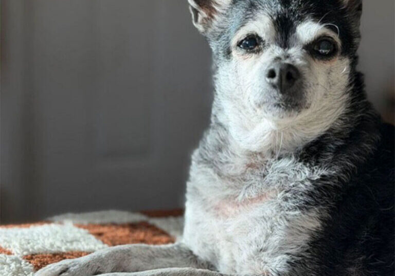 Duchess the Chihuahua