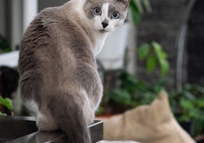 Cat with questioning look on it's face