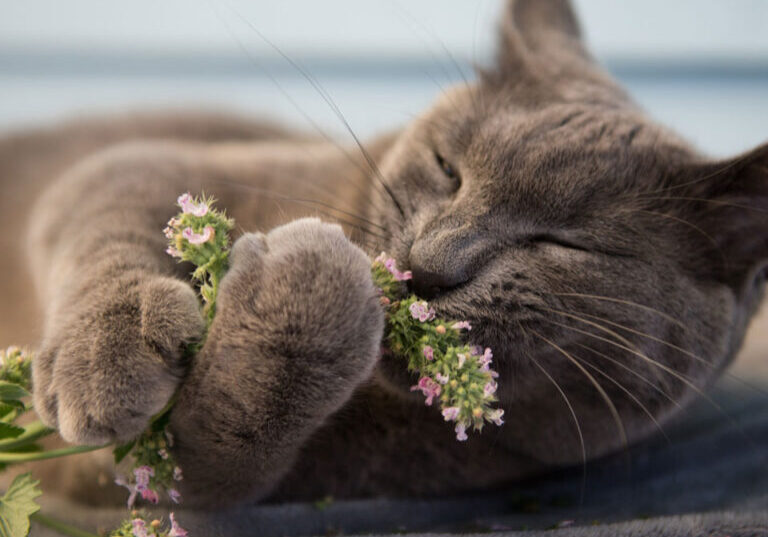 gray cat munching on fresh catnip plant