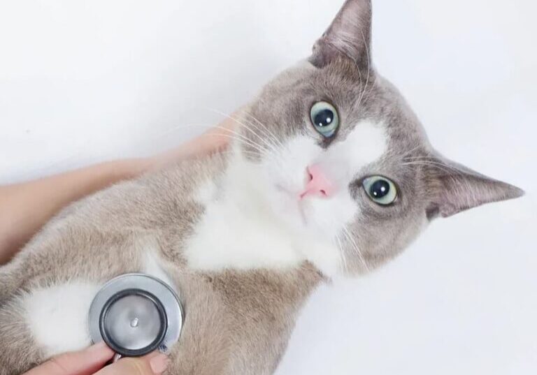 cat respiratory exam