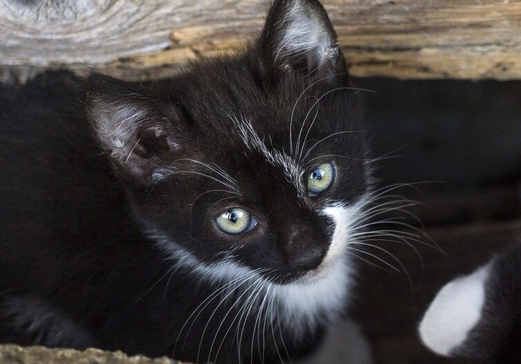 rescue tails baby the cat
