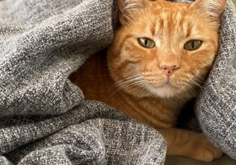 rocky the cat