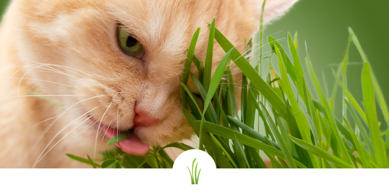 cream tabby cat eating fresh grass