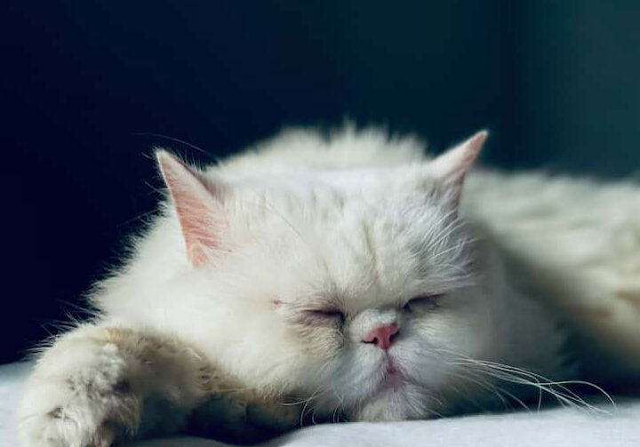 featured Bored Sleepy Cat