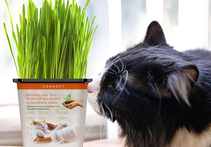 black and white cat sniffs cat grass