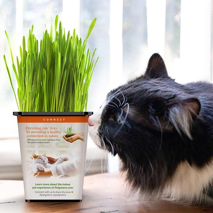 black and white cat sniffs cat grass